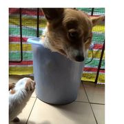 火鸡科学家