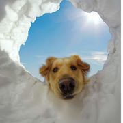 翻斗花园胡图图