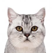 传说中的小猪