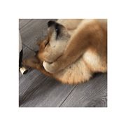 一…★彼岸；花园宝宝玛卡巴卡2