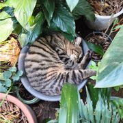 猕猴桃