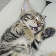 喜欢鲸鱼的猫咪