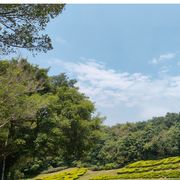 茶茶