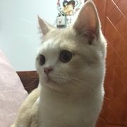 鹅摞多支