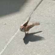 虬角