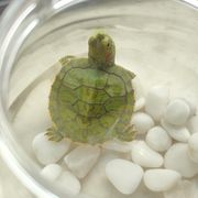leonard