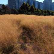 绿林青梅酒