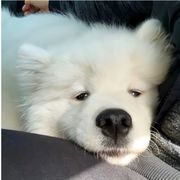 阿奇