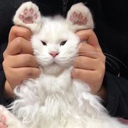 荔枝冻