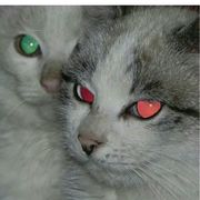 今天都没有读甜文