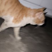 你猜