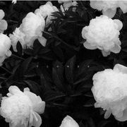 ✨我许明月乘风寄