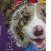 爱吃芋泥小蛋糕