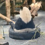 野渡无人