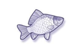 营地里的鱼鱼酱