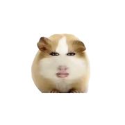猪妞