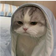 肥为