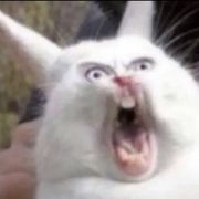 飒爽的单机大神