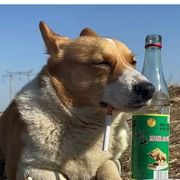 马桶上的沉思者