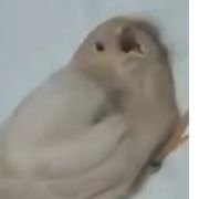 安吉罗斯