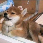 醉卿尘
