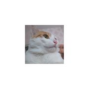 包子不是肉包子