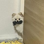 翻车鱼头汤