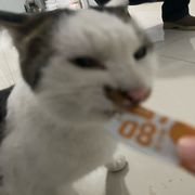 柱子大王
