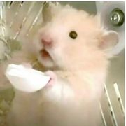 按时淦饭有点难的芝芝