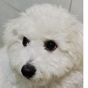 家有比熊妹妹，名曰：牛仔！🐶