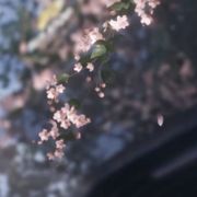 冬未晴
