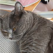 一只诺丽亚～🐱（king）