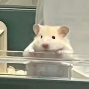 熠星欣.