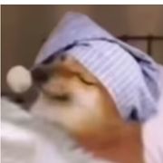 两个绿标麒麟臂的青鱼