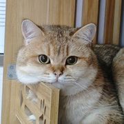 逆战爆率至今成迷