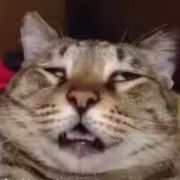 弯刀大猫白虎星