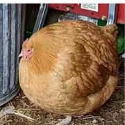 官方有种来抓我