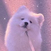 🌸