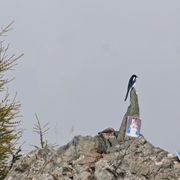 瑞雯