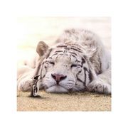 阁下何不随风起