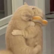 不如来玩二次元