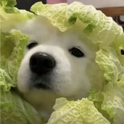 小熊