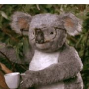 一个普普通通的树袋熊