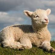 诸神皇冠~水贴负责人~羊