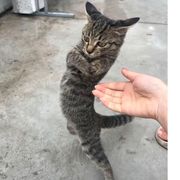 纳特伊NL