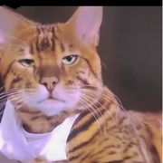 小懒猫