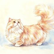 老板是只猫