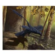  A Microraptor