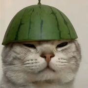 逝水离歌