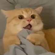 橙